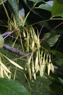 Fraxinus pennsylvanica, fruit - as borne on the plant