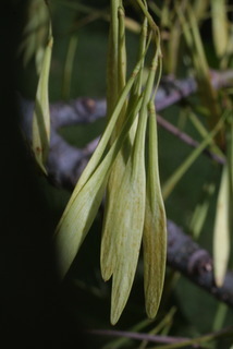 Fraxinus pennsylvanica, fruit - immature