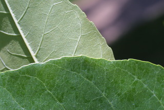 Fraxinus pennsylvanica, leaf - margin of upper + lower surface