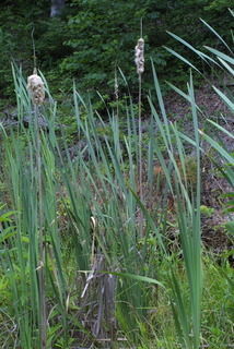 Typha latifolia, whole plant - in flower - general view