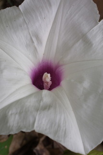Ipomoea pandurata, inflorescence - closeup of flower interior