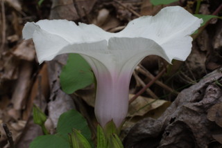 Ipomoea pandurata, inflorescence - lateral view of flower