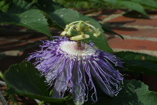 Passiflora incarnata, inflorescence - closeup of flower interior