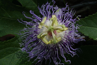 Passiflora incarnata, inflorescence - frontal view of flower