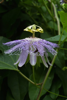 Passiflora incarnata, inflorescence - lateral view of flower