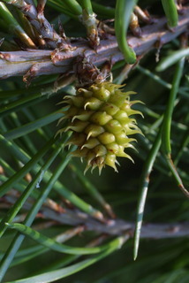 Pinus virginiana, cone - one year-old female