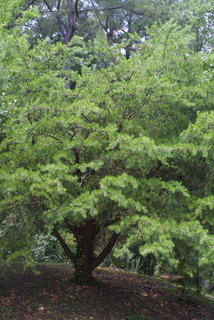 Pinus virginiana, whole tree - general
