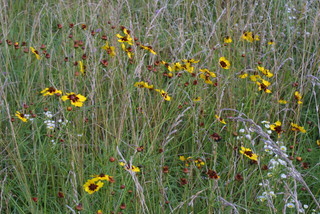 Coreopsis tinctoria, whole plant - in flower - general view