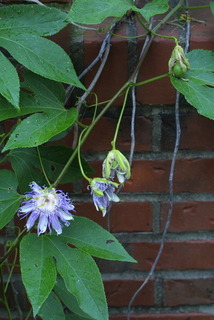 Passiflora incarnata, whole plant - in flower - general view