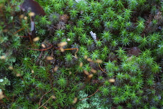 Polytrichum juniperinum, whole gametophyte - unspecified