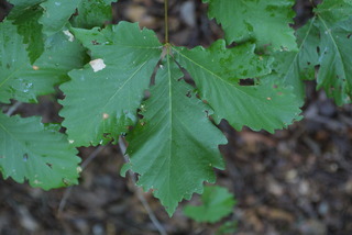 Quercus montana, leaf - showing orientation on twig