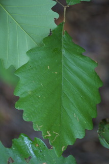 Quercus montana, leaf - whole upper surface