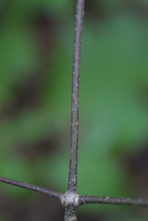 Quercus montana, twig - orientation of petioles