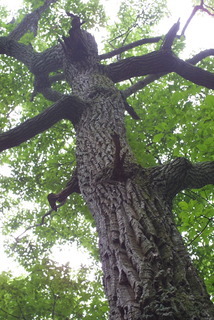 Quercus montana, whole tree or vine - view up trunk