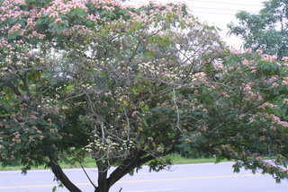 Albizia julibrissin, whole tree or vine - general
