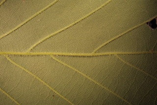 Quercus montana, leaf - margin of upper + lower surface