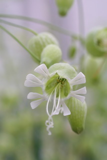 Silene vulgaris, inflorescence - closeup of flower interior