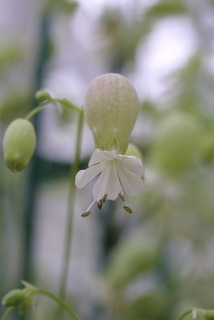 Silene vulgaris, inflorescence - lateral view of flower