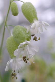 Silene vulgaris, inflorescence - lateral view of flower