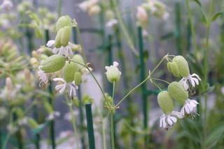 Silene vulgaris, inflorescence - whole - unspecified