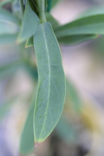 Silene vulgaris, leaf - on upper stem