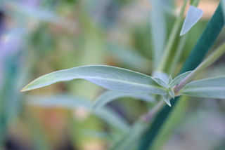 Silene vulgaris, stem - showing leaf bases