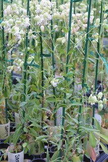Silene vulgaris, whole plant - in flower - general view