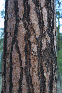 Pinus ponderosa, bark - of a large tree