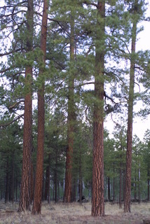 Pinus ponderosa, whole tree - general