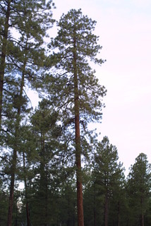 Pinus ponderosa, whole tree - general