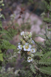 Chamaebatiaria millefolium, inflorescence - whole - unspecified