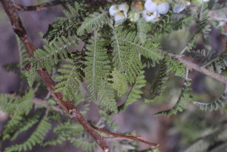 Chamaebatiaria millefolium, leaf - showing orientation on twig