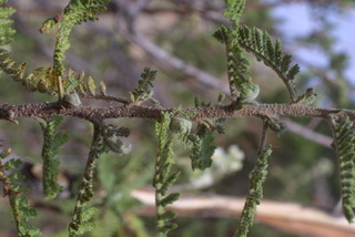 Chamaebatiaria millefolium, twig - orientation of petioles