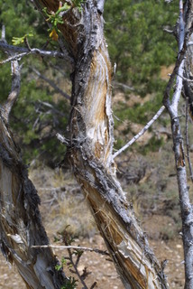 Cowania mexicana, bark - of a medium tree or large branch