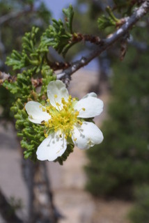 Cowania mexicana, inflorescence - frontal view of flower