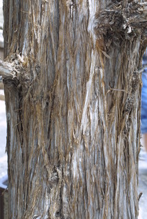 Juniperus osteosperma, bark - of a large tree