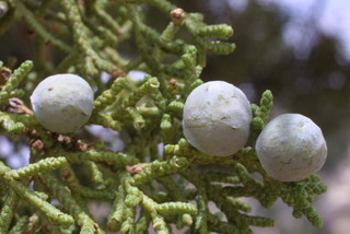 Juniperus osteosperma, cone - female - closed