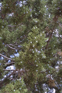 Juniperus osteosperma, leaf - showing orientation on twig