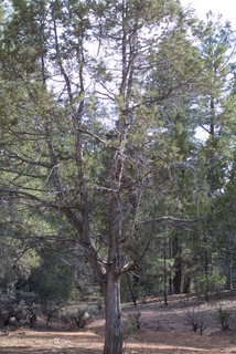 Juniperus osteosperma, whole tree - general