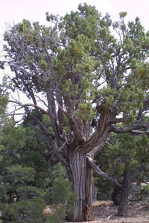Juniperus osteosperma, whole tree - general