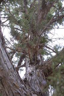 Juniperus osteosperma, whole tree - view up trunk