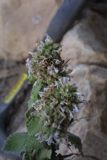 Nepeta cataria, inflorescence - whole - unspecified