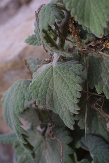 Nepeta cataria, leaf - basal or on lower stem