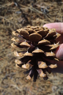 Pinus ponderosa, cone - female - mature open