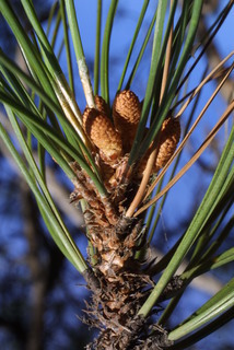 Pinus ponderosa, cone - male