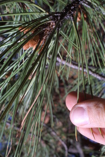 Pinus ponderosa, leaf - entire needle