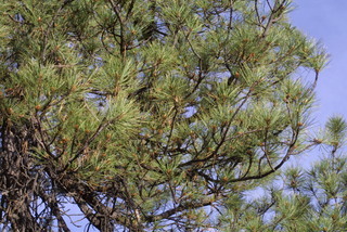 Pinus ponderosa, leaf - showing orientation on twig