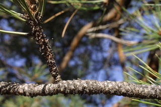 Pinus ponderosa, twig - after fallen needles