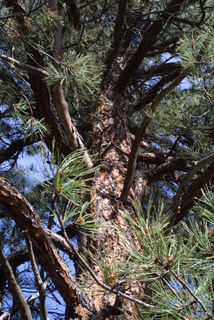 Pinus ponderosa, whole tree - view up trunk
