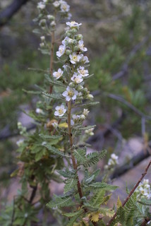 Chamaebatiaria millefolium, inflorescence - whole - unspecified